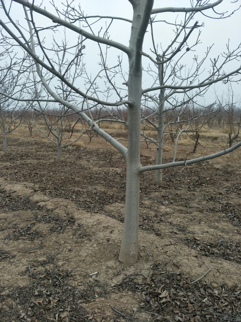 出售各种规格5-20公分核桃树