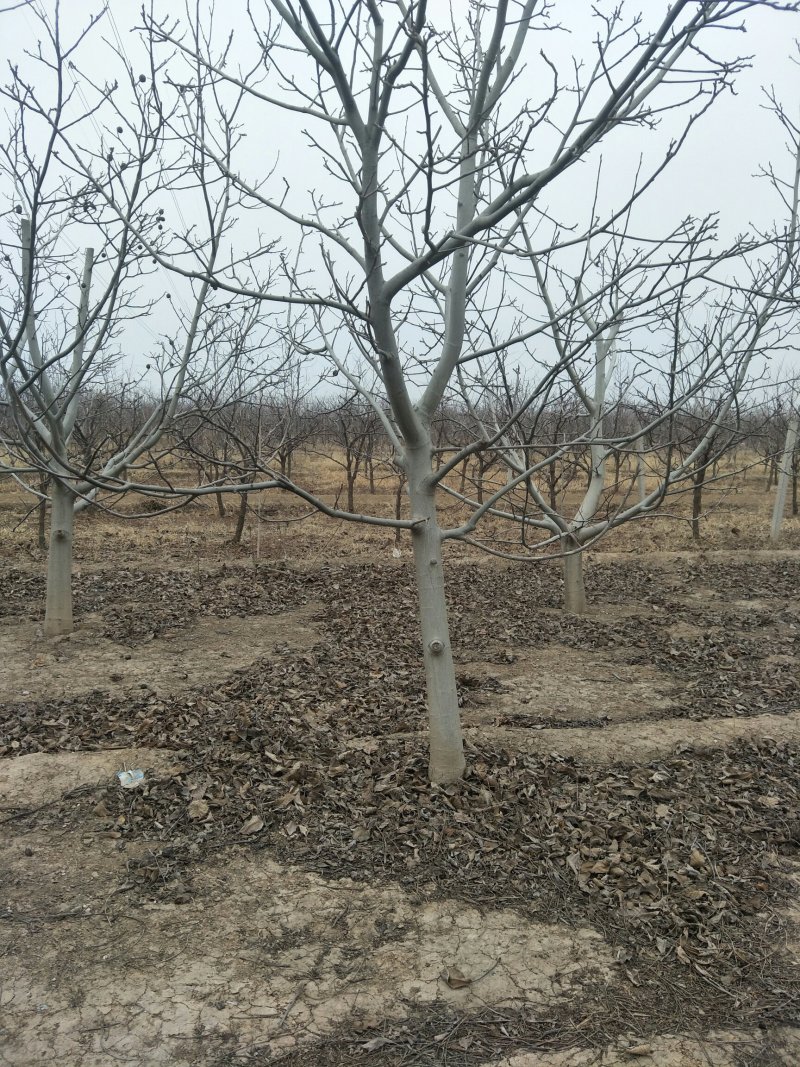 出售各种规格5-20公分核桃树