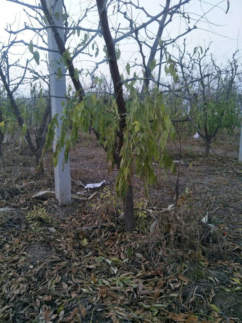 出售各种规格占地枣树5-15公分