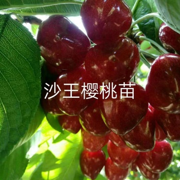 果树新品种
