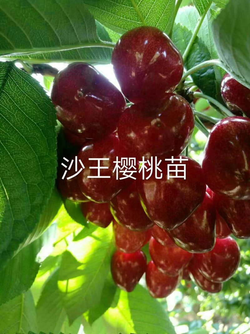 果树新品种