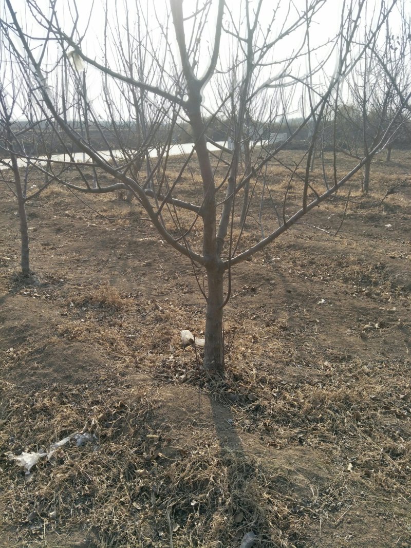 出售各种规格5-15公分精品苹果树
