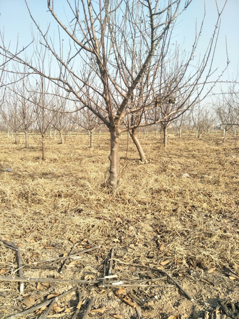 出售各种规格5-15公分精品苹果树