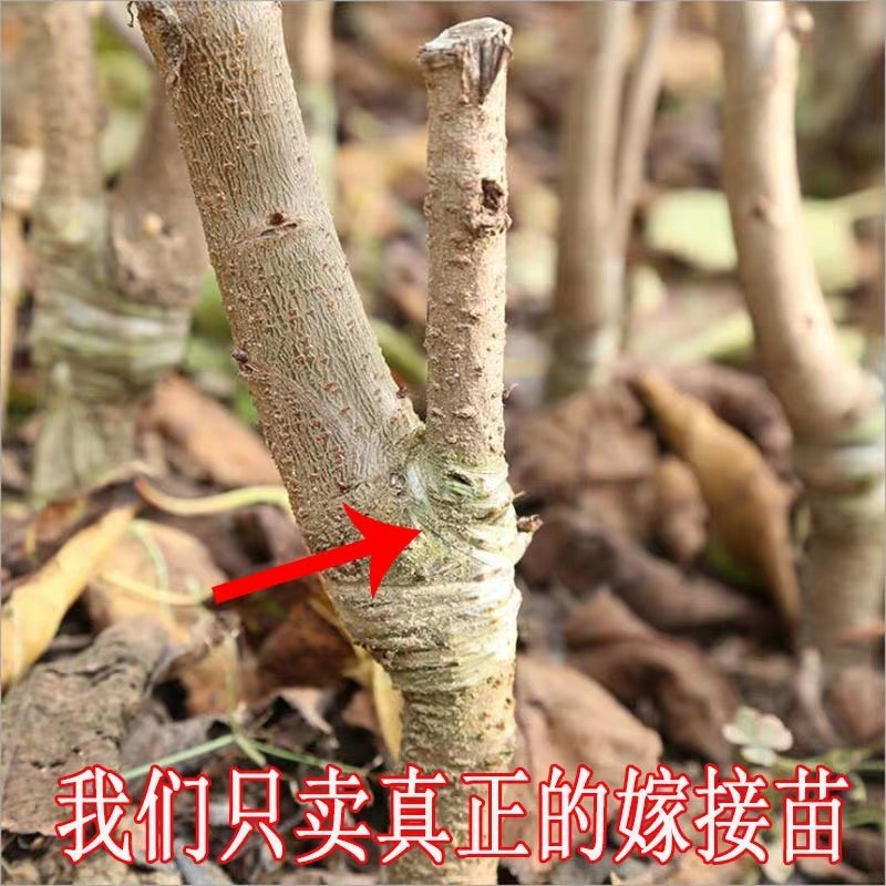 成长果园四川樱桃树苗嫁接大小红灯樱桃苗南方早熟玛瑙红樱
