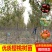 成长果园四川樱桃树苗嫁接大小红灯樱桃苗南方早熟玛瑙红樱