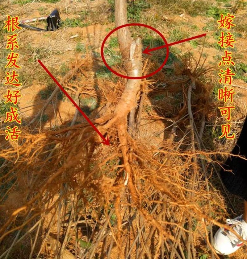 成长果园四川樱桃树苗嫁接大小红灯樱桃苗南方早熟玛瑙红樱