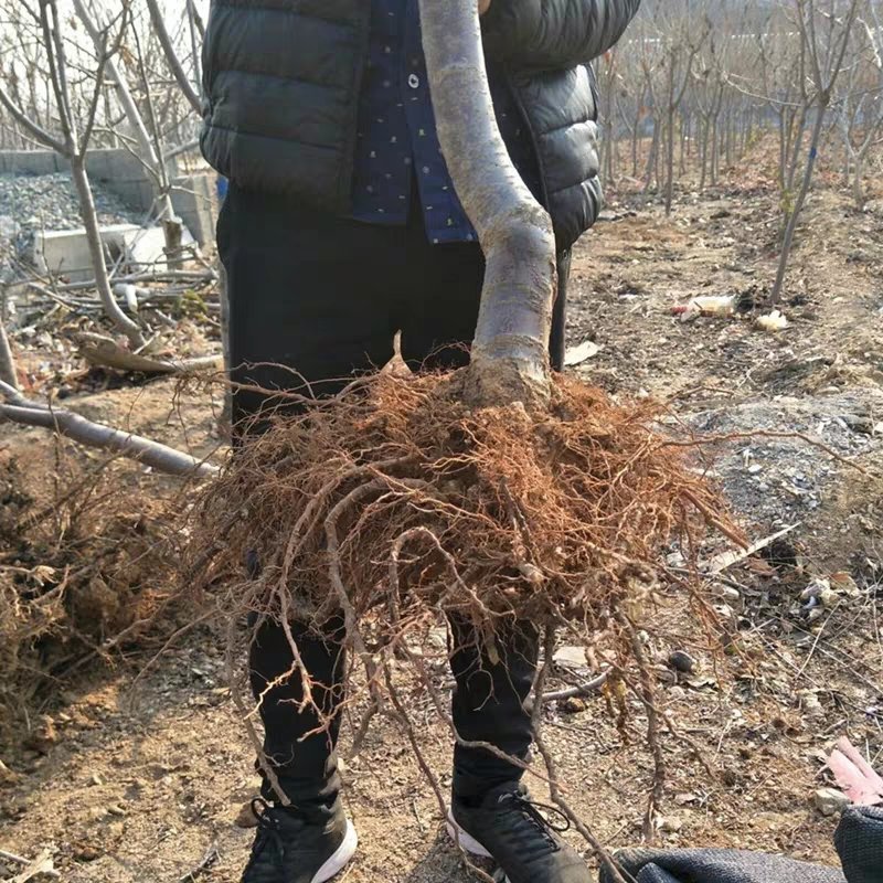 成长果园四川樱桃树苗嫁接大小红灯樱桃苗南方早熟玛瑙红樱
