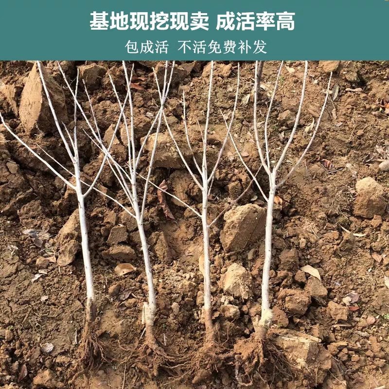 成长果园四川樱桃树苗嫁接大小红灯樱桃苗南方早熟玛瑙红樱
