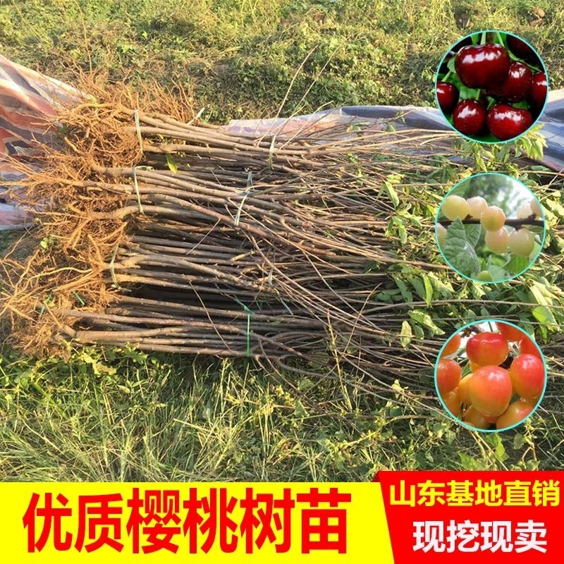 成长果园四川樱桃树苗嫁接大小红灯樱桃苗南方早熟玛瑙红樱