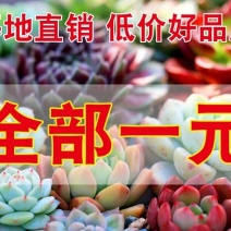 多肉植物组合盆栽好养含盆带土室内肉肉花植物含多肉花盆营养