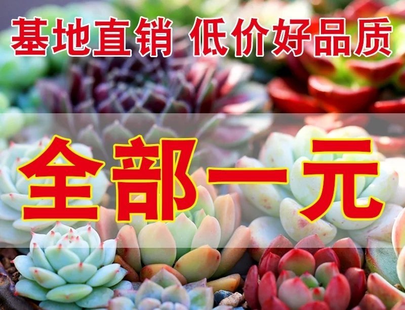 多肉植物组合盆栽好养含盆带土室内肉肉花植物含多肉花盆营养