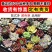 多肉植物组合盆栽好养含盆带土室内肉肉花植物含多肉花盆营养