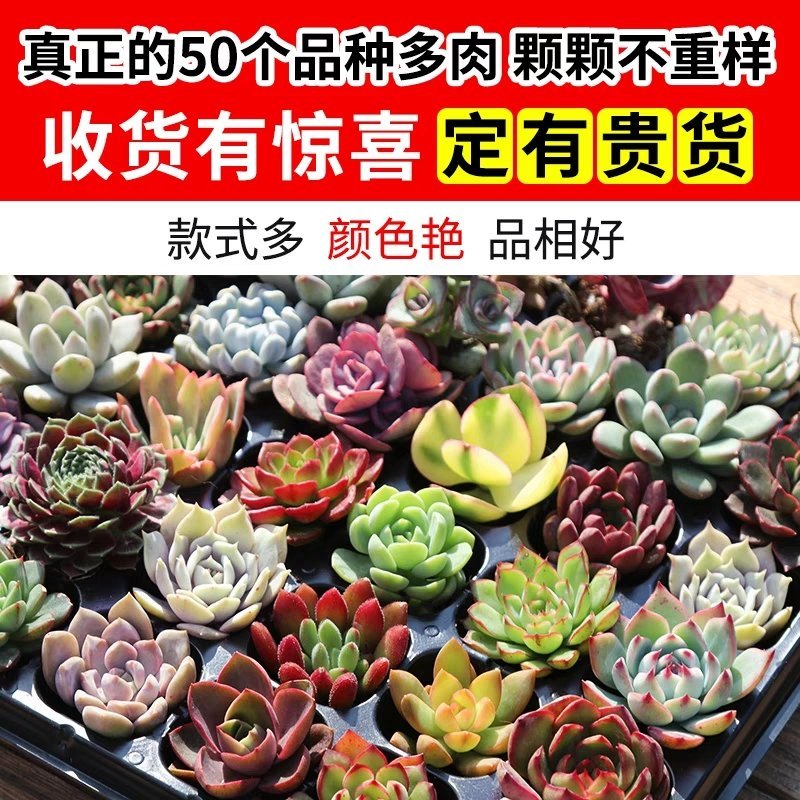 多肉植物组合盆栽好养含盆带土室内肉肉花植物含多肉花盆营养