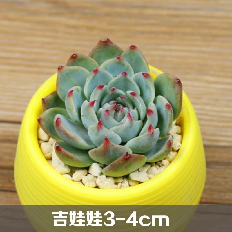 多肉植物组合盆栽好养含盆带土室内肉肉花植物含多肉花盆营养