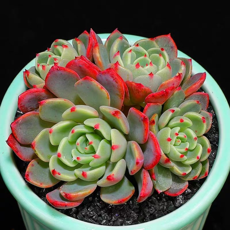 多肉植物组合盆栽好养含盆带土室内肉肉花植物含多肉花盆营养