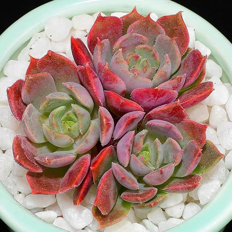 多肉植物组合盆栽好养含盆带土室内肉肉花植物含多肉花盆营养