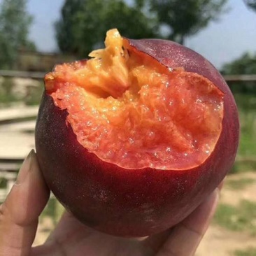 黑桃黑皇后抗寒抗冻当年挂果嫁接苗包成活