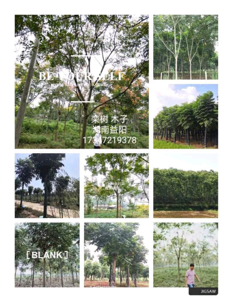 丛生香樟益阳资阳区一手货源无中介老李质量保证