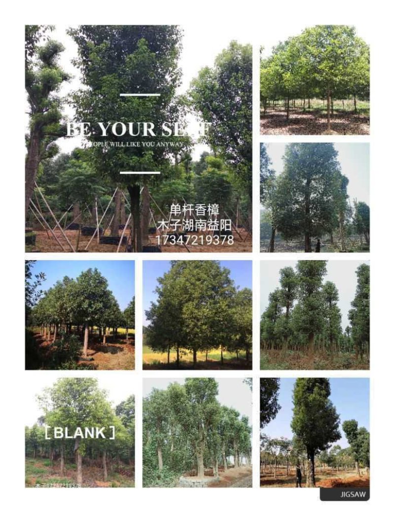 丛生香樟益阳资阳区一手货源无中介老李质量保证