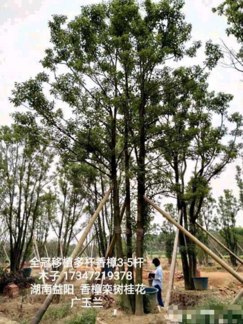 丛生香樟益阳资阳区一手货源无中介老李质量保证