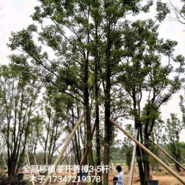 丛生香樟益阳资阳区一手货源无中介老李质量保证