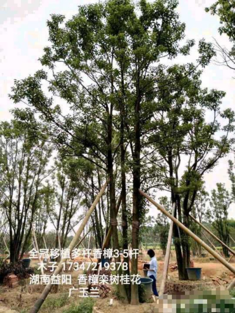 丛生香樟益阳资阳区一手货源无中介老李质量保证