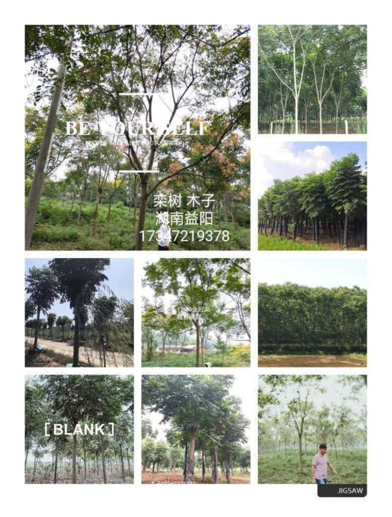 丛生香樟益阳资阳区一手货源无中介老李质量保证