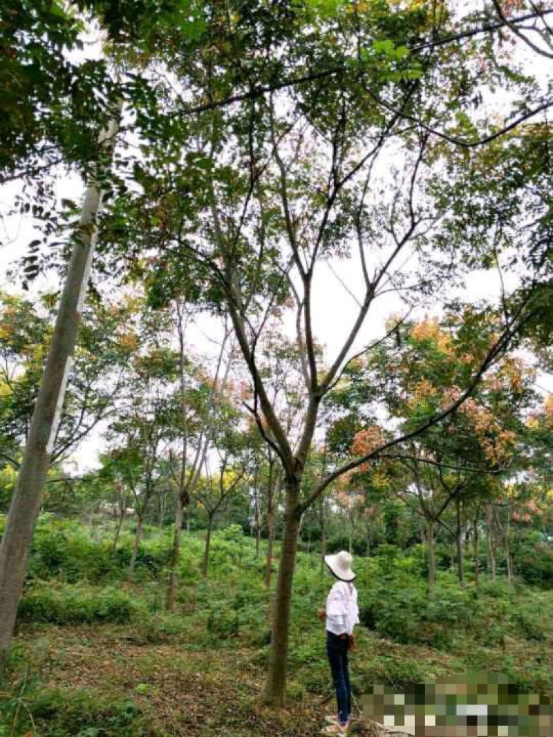 丛生香樟益阳资阳区一手货源无中介老李质量保证