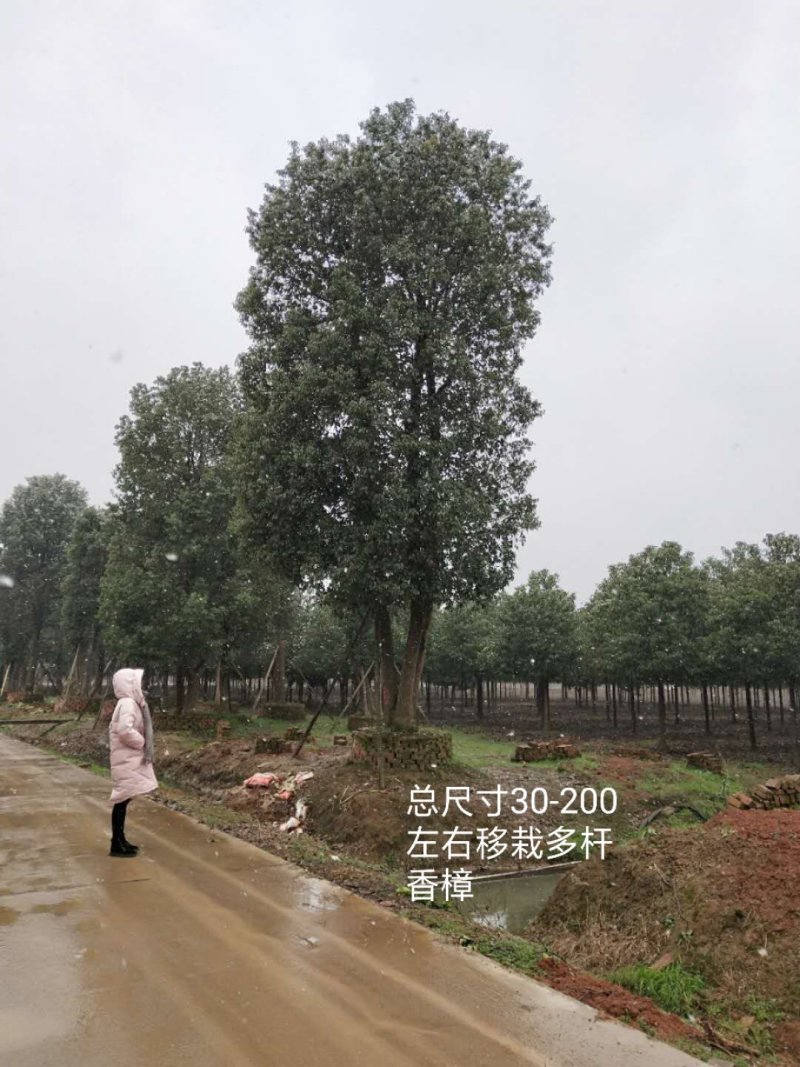 丛生香樟益阳资阳区一手货源无中介老李质量保证