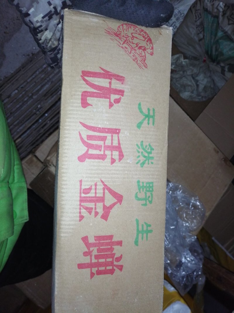 黑知了