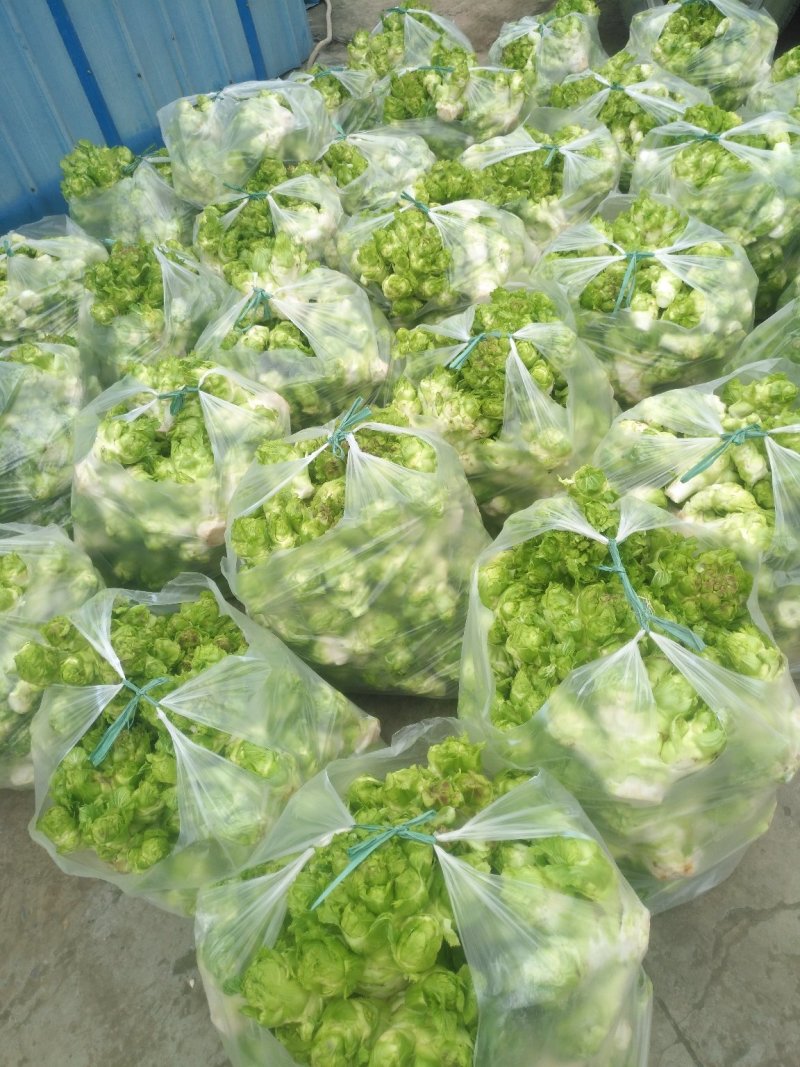 儿菜自己来砍哈！