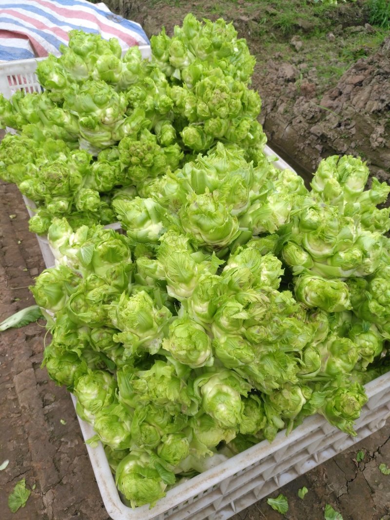 儿菜自己来砍哈！