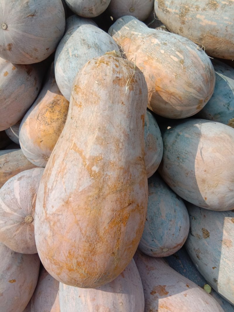 好瓜好瓜，瓜大