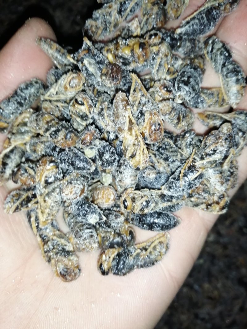 蜂蛹（小黑蜂）