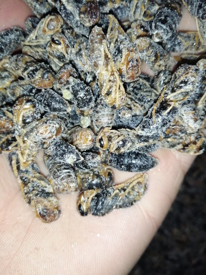 蜂蛹（小黑蜂）