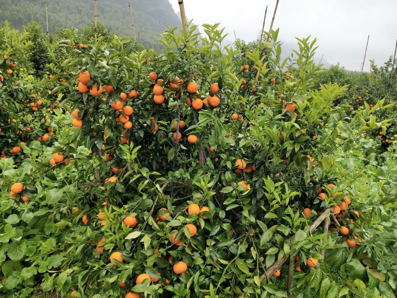 广西沃柑大量上市