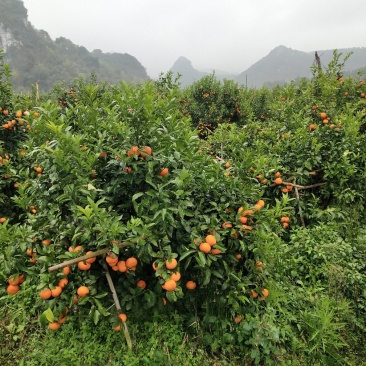 广西沃柑大量上市