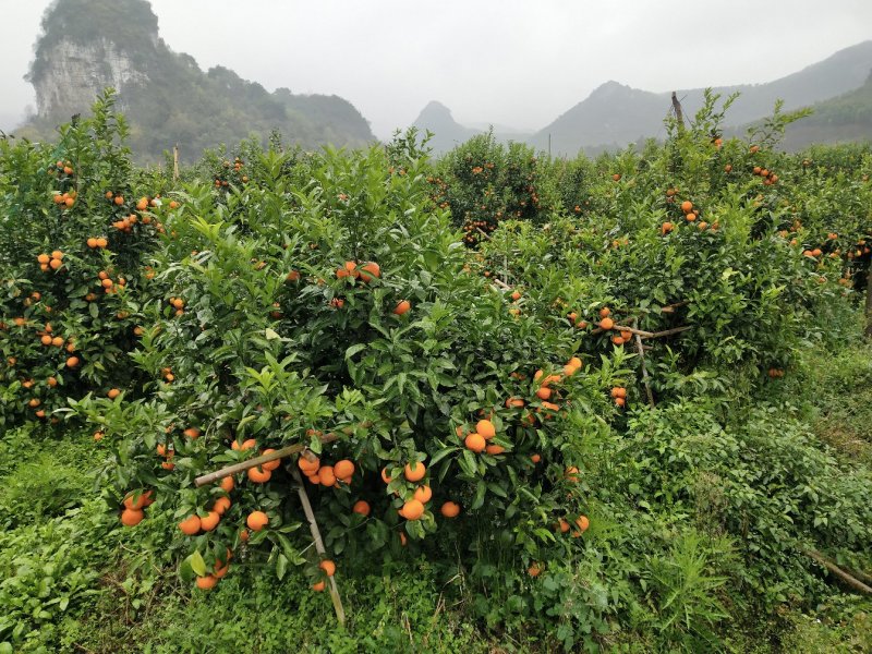 广西沃柑大量上市