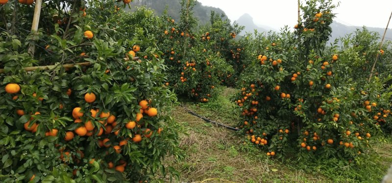 广西沃柑大量上市