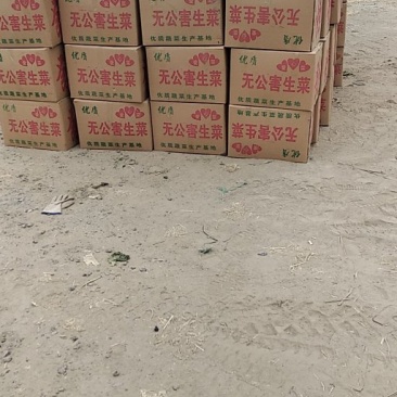 唐山滦南姚王庄散叶生菜