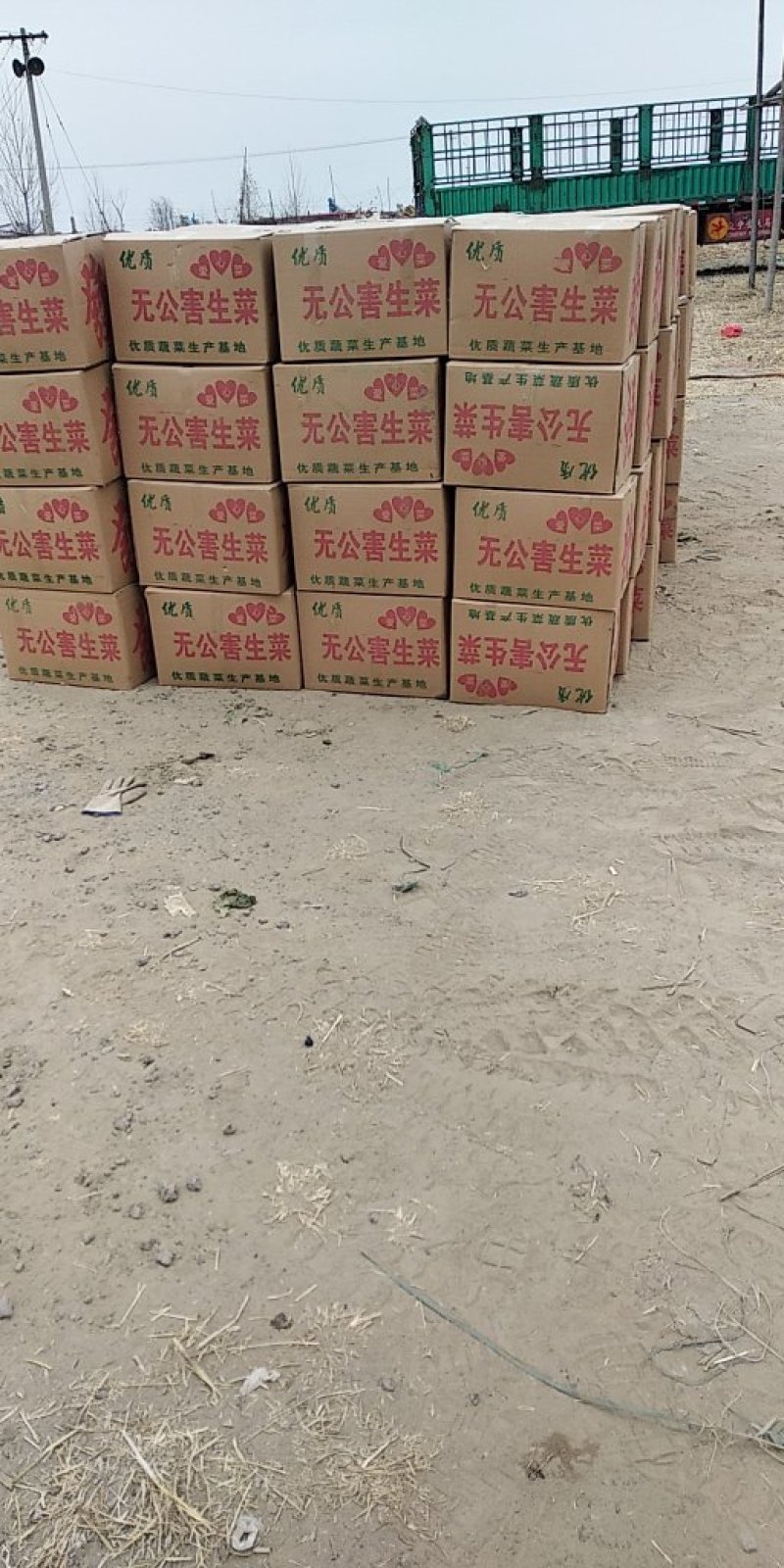 唐山滦南姚王庄散叶生菜