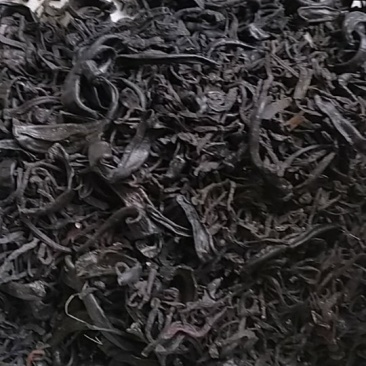 小水蛭，中药材小水蛭，饲养水蛭