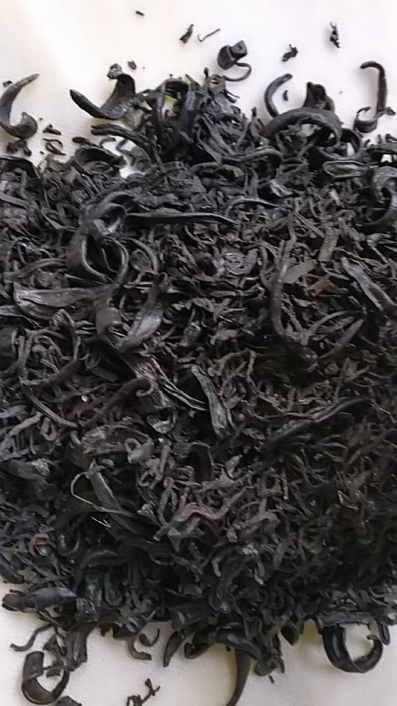小水蛭，中药材小水蛭，饲养水蛭