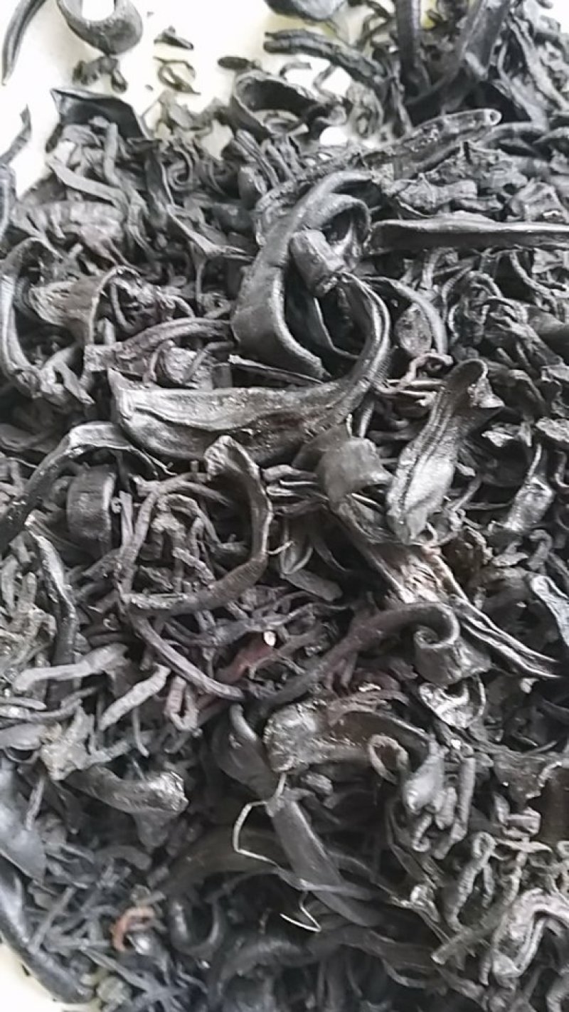 小水蛭，中药材小水蛭，饲养水蛭