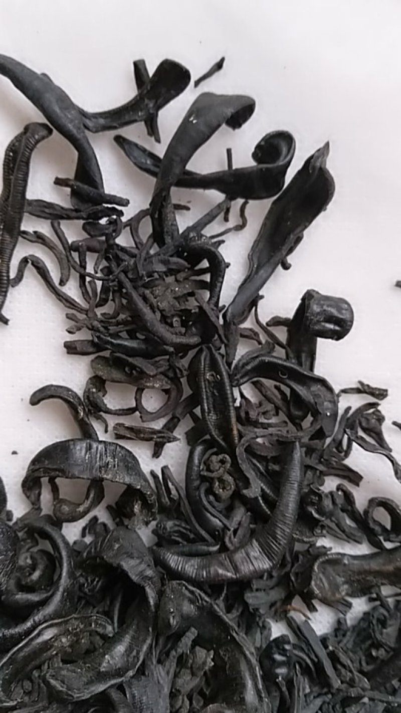 小水蛭，中药材小水蛭，饲养水蛭