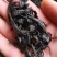 小水蛭，中药材小水蛭，饲养水蛭