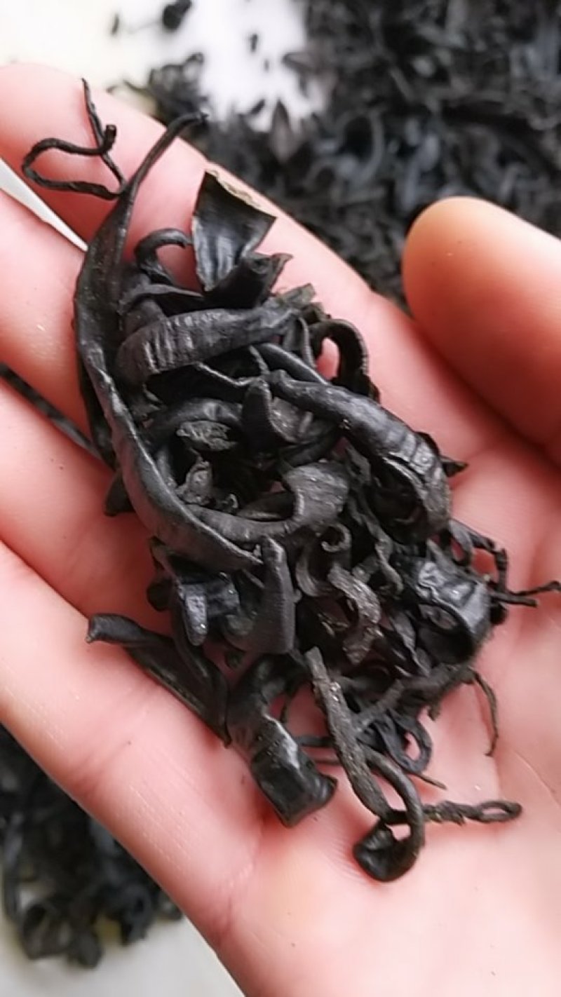 小水蛭，中药材小水蛭，饲养水蛭