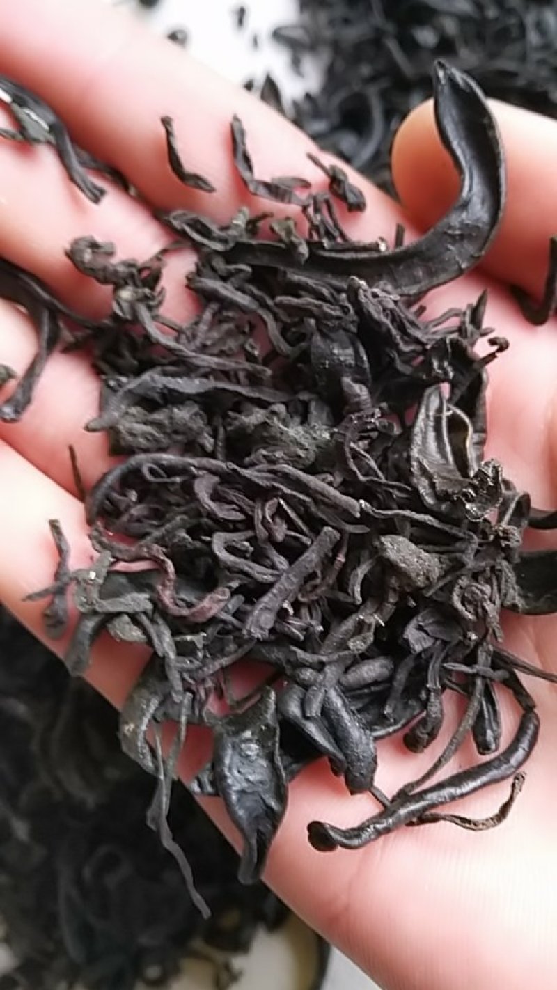 小水蛭，中药材小水蛭，饲养水蛭