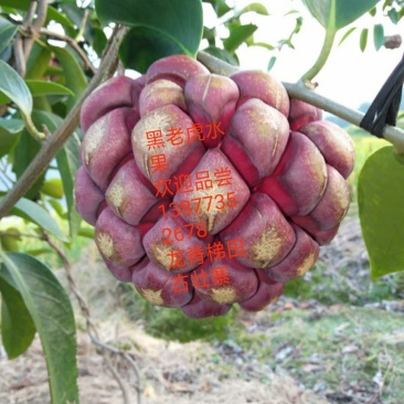 黑老虎水果