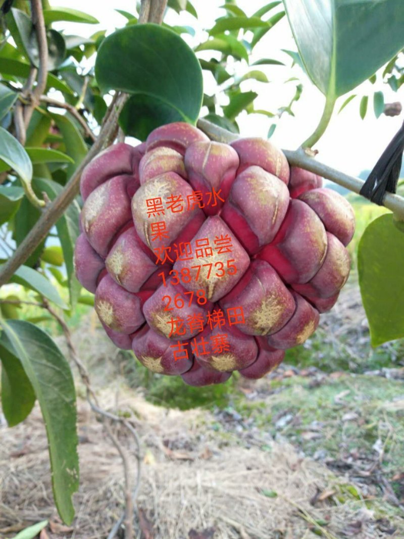 黑老虎水果